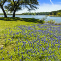 Experience the Local Farmers Market and Festivals in Dripping Springs