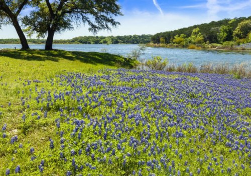 Experience the Local Farmers Market and Festivals in Dripping Springs